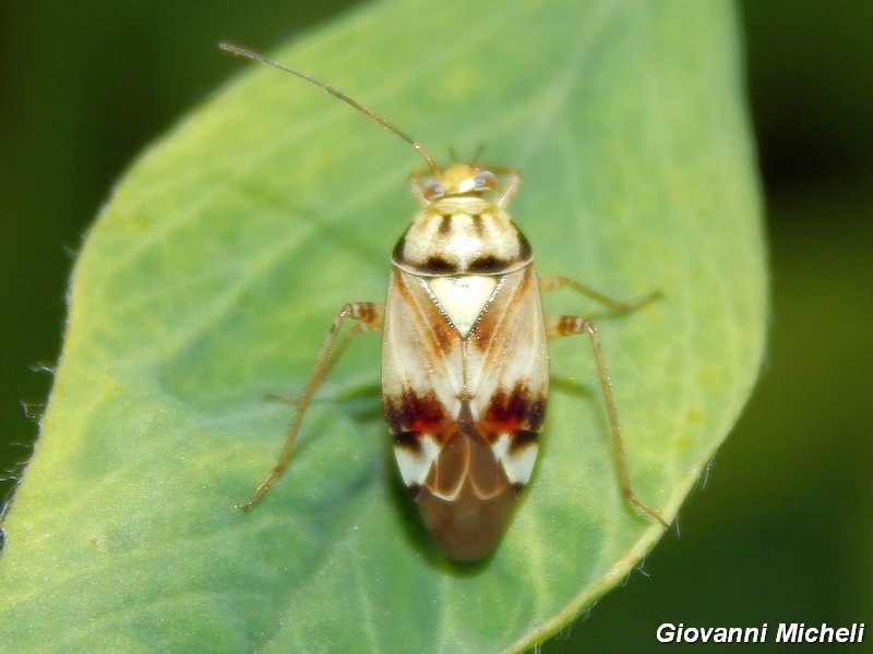 Lygus pratensis (Miridae)